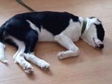 Labrador Dogo Arjantin Kırması