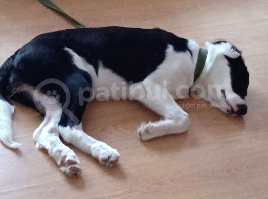 Labrador Dogo Arjantin Kırması görsel