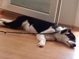 Labrador Dogo Arjantin Kırması
