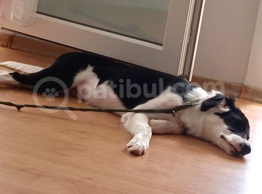 Labrador Dogo Arjantin Kırması görsel
