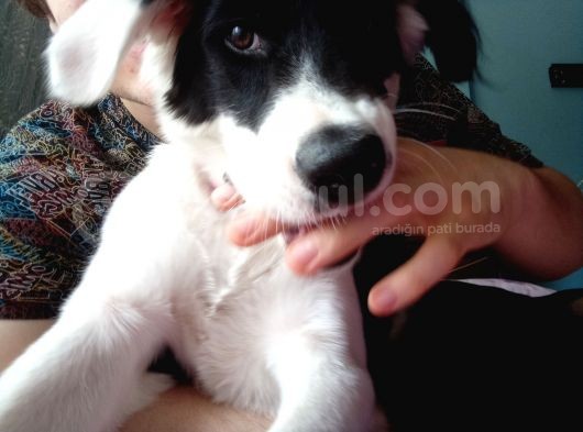 Labrador Dogo Arjantin Kırması