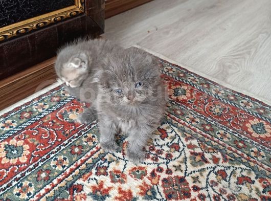 Yavru Ve Yetişkin Kedilerimiz Yeni Yuvalarını Arıyor görsel