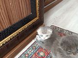 Yavru Ve Yetişkin Kedilerimiz Yeni Yuvalarını Arıyor