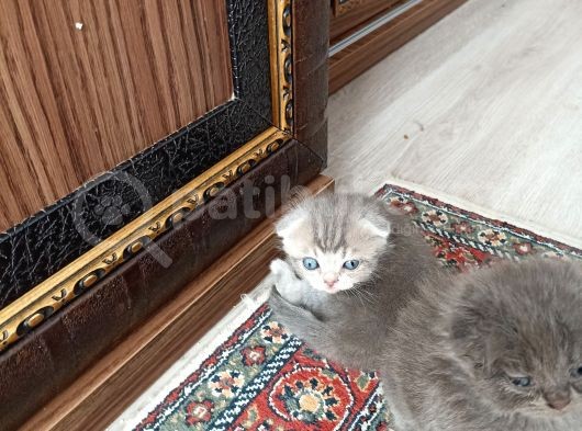 Yavru Ve Yetişkin Kedilerimiz Yeni Yuvalarını Arıyor görsel