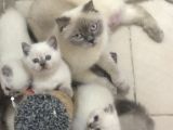 Di̇şi̇ Ve Erkek British Shorthair Ve Scotish Fold Shorthair
