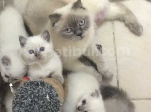Di̇şi̇ Ve Erkek British Shorthair Ve Scotish Fold Shorthair