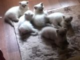 Di̇şi̇ Ve Erkek British Shorthair Ve Scotish Fold Shorthair