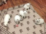 Di̇şi̇ Ve Erkek British Shorthair Ve Scotish Fold Shorthair