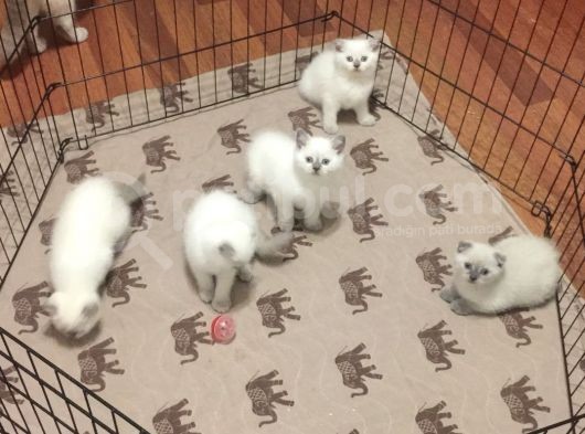 Di̇şi̇ Ve Erkek British Shorthair Ve Scotish Fold Shorthair görsel