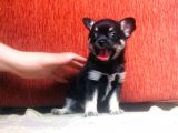 Black Tan Erkek Chihuahua