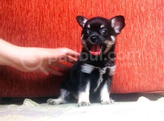 Black Tan Erkek Chihuahua görsel
