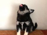 Black Tan Erkek Chihuahua