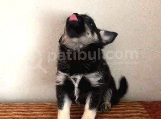 Black Tan Erkek Chihuahua görsel