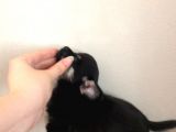 Black Tan Erkek Chihuahua
