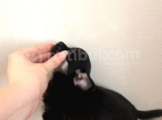 Black Tan Erkek Chihuahua görsel