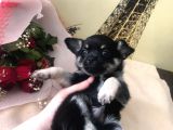 Black Tan Erkek Chihuahua