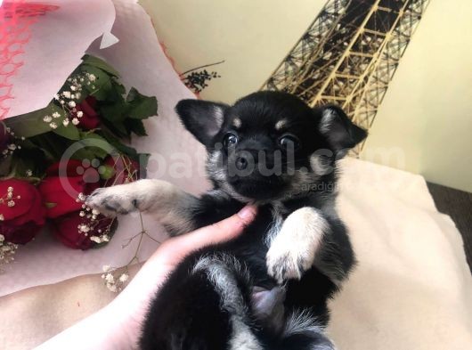 Black Tan Erkek Chihuahua görsel