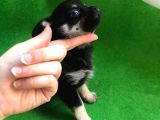 Black Tan Erkek Chihuahua