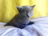 Safkan British Shorthair Oğlum