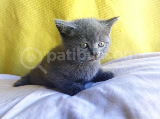 Safkan British Shorthair Oğlum görsel