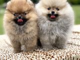 Teddy Face Pomeranian Boo Yavrularimiz