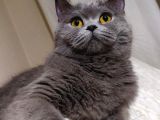 3.5 Yaşında British Shorthair