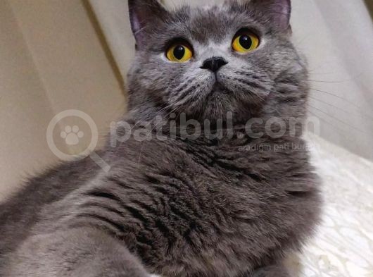 3.5 Yaşında British Shorthair görsel