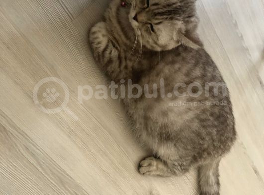 Hamile Kedim Acil Sahiplendirilecek görsel