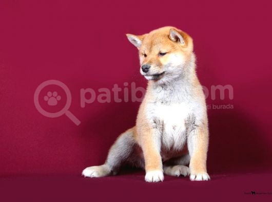 Turkiyede Tek Shiba Inu Yavrular görsel