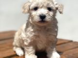 Multigen Muhtesem Guzellikte Maltipoo Yavrular