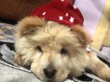 Dünya Tatlısı Tescilli Chow Chow Yavruları Çocuk Dostu