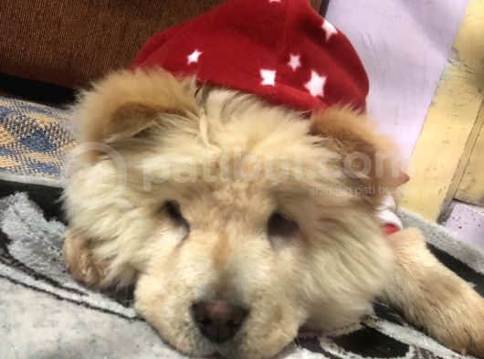 Dünya Tatlısı Tescilli Chow Chow Yavruları Çocuk Dostu görsel