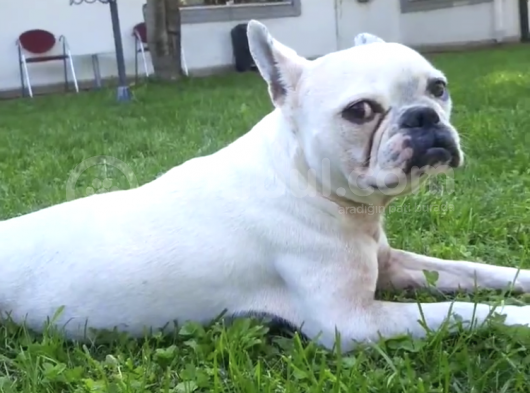 Ankara Ücretsiz Sahiplendirme Fransız Bulldog