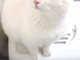 Acil Sahiplendirilecek Yetişkin Kedi
