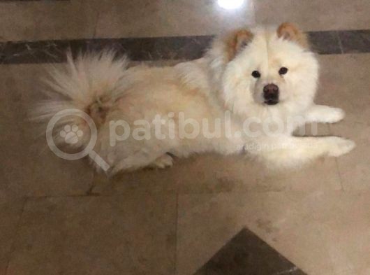 Dünya Tatlısı Tescilli Chow Chow Yavruları Çocuk Dostu