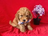 Apri̇cot Rengi̇ Safkan Toy Poodle