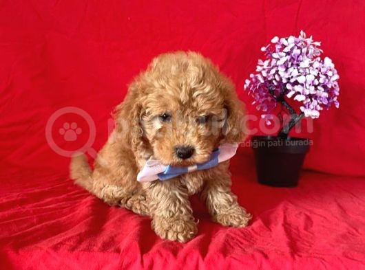 Apri̇cot Rengi̇ Safkan Toy Poodle görsel