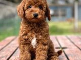 Muhtesem Tuy Yapisi Ile Toy Poodle Bebekler