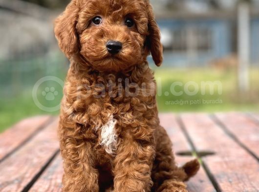 Muhtesem Tuy Yapisi Ile Toy Poodle Bebekler görsel