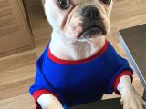 Ankara Ücretsiz Sahiplendirme Fransız Bulldog