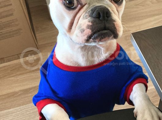 Ankara Ücretsiz Sahiplendirme Fransız Bulldog görsel