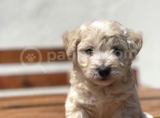 Multigen Muhtesem Guzellikte Maltipoo Yavrular görsel