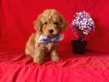 Apri̇cot Rengi̇ Safkan Toy Poodle