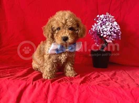 Apri̇cot Rengi̇ Safkan Toy Poodle görsel