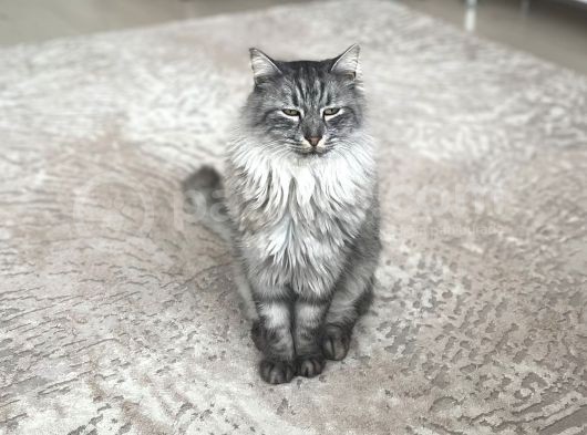 Maine Coon Ve Ya Norveç Orman Kedisi görsel