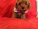 Toy Poodle Anne Altından