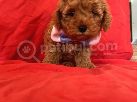 Toy Poodle Anne Altından görsel
