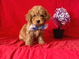 APRİCOT RENGİ SAFKAN TOY POODLE