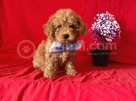 Apri̇cot Rengi̇ Safkan Toy Poodle