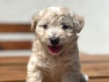 Multigen Muhtesem Guzellikte Maltipoo Yavrular